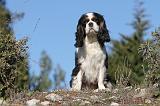 CAVALIER KING CHARLES 312